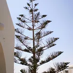 Panorama In Pisolivadi פיסו ליבאדי